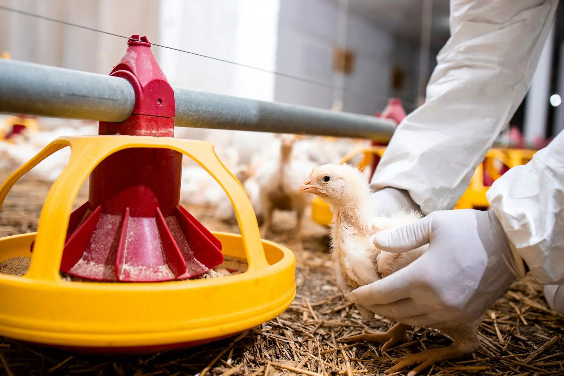 coccidiosis in poultry symptoms