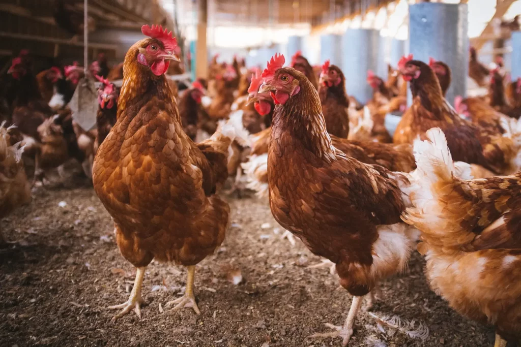 kolibakterioza u kur