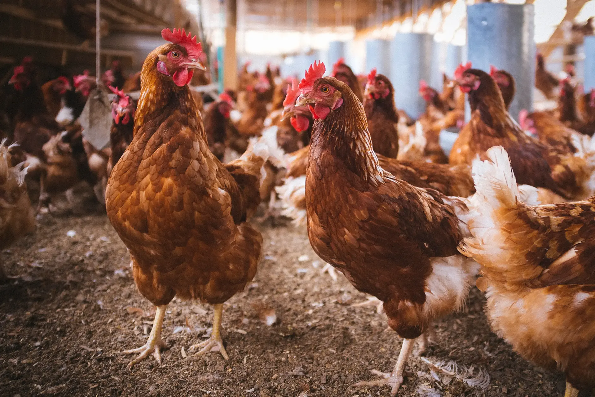 kolibakterioza u kur