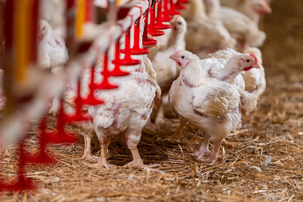 kolistyna dla drobiu