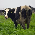 menu kategoria bydlo