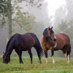 menu kategoria konie