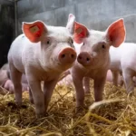 menu kategoria trzoda