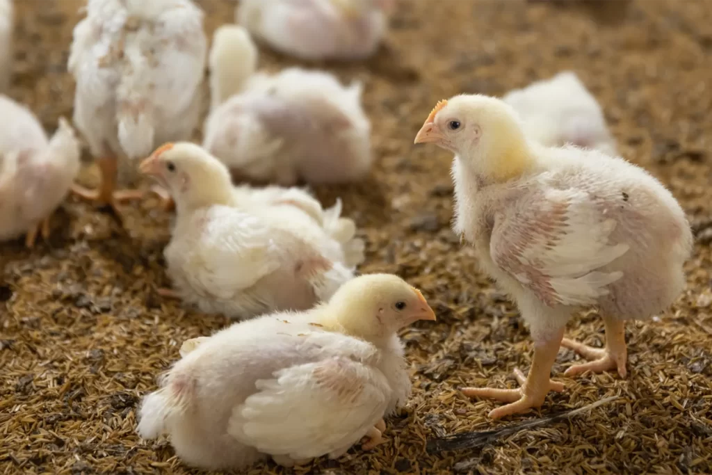 osowiala kura zaradz problemom drobiu z preparatami bio point