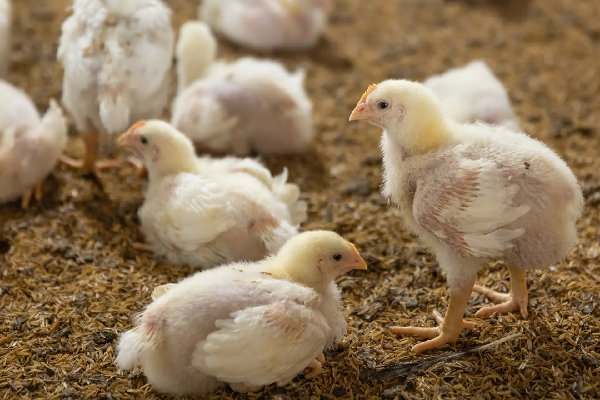 osowiala kura zaradz problemom drobiu z preparatami bio point