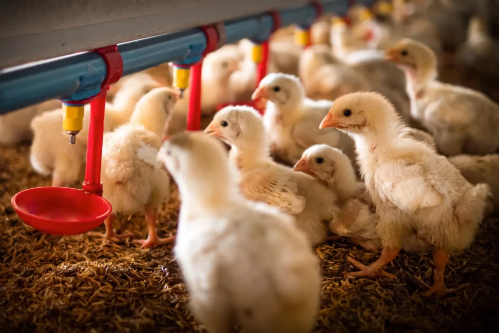 wplyw stosowania substancji zakwaszajacych na funkcjonowanie przewodu pokarmowego dlaczego jest wazny